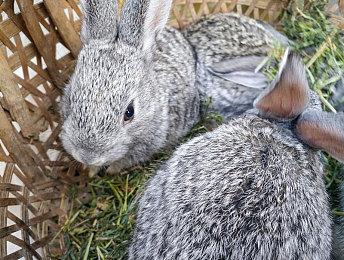 微软：有一些非常兴奋的游戏要来到Game Pass